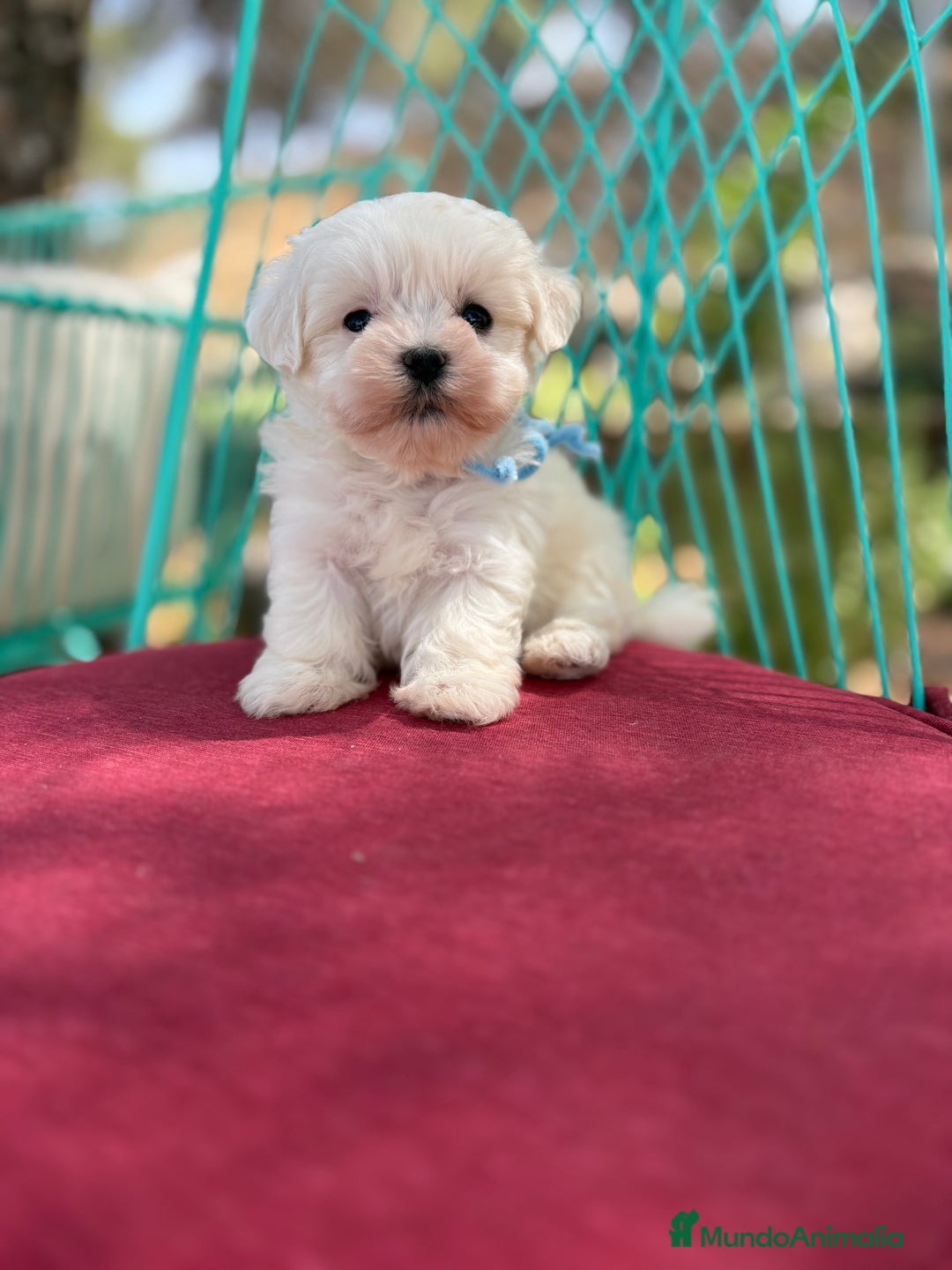 Bichón Maltés perros en venta: Bichon Maltés alta selección  - Imagen 6