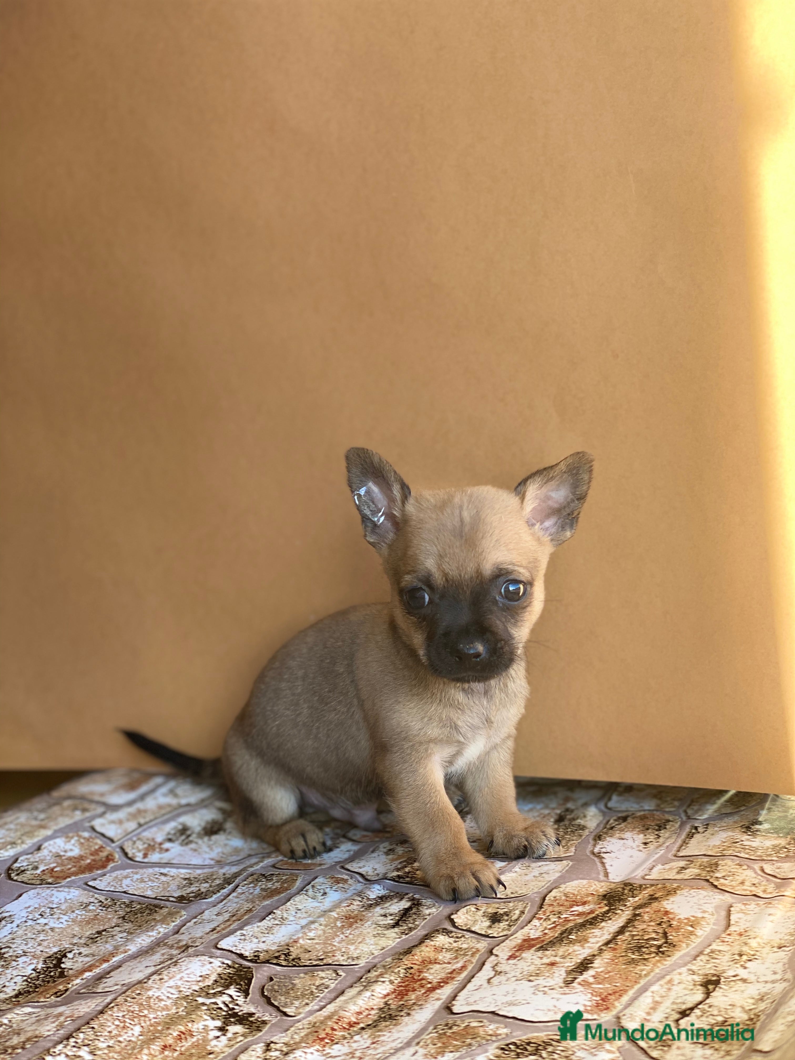 Chihuahua perros Chihuahuas línea mini !  en Ciudad Real - Anuncio 2