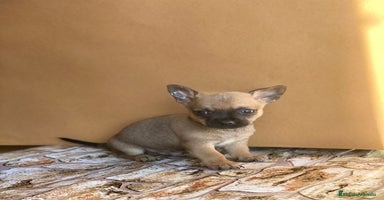 Chihuahua perros en Ciudad Real - Anuncio 6