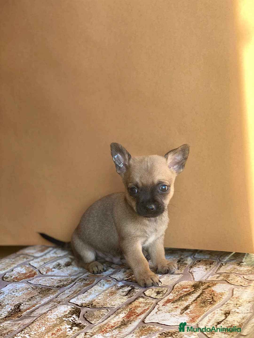 Chihuahua perros en venta: Chihuahuas línea mini !  en Ciudad Real - Anuncio 2