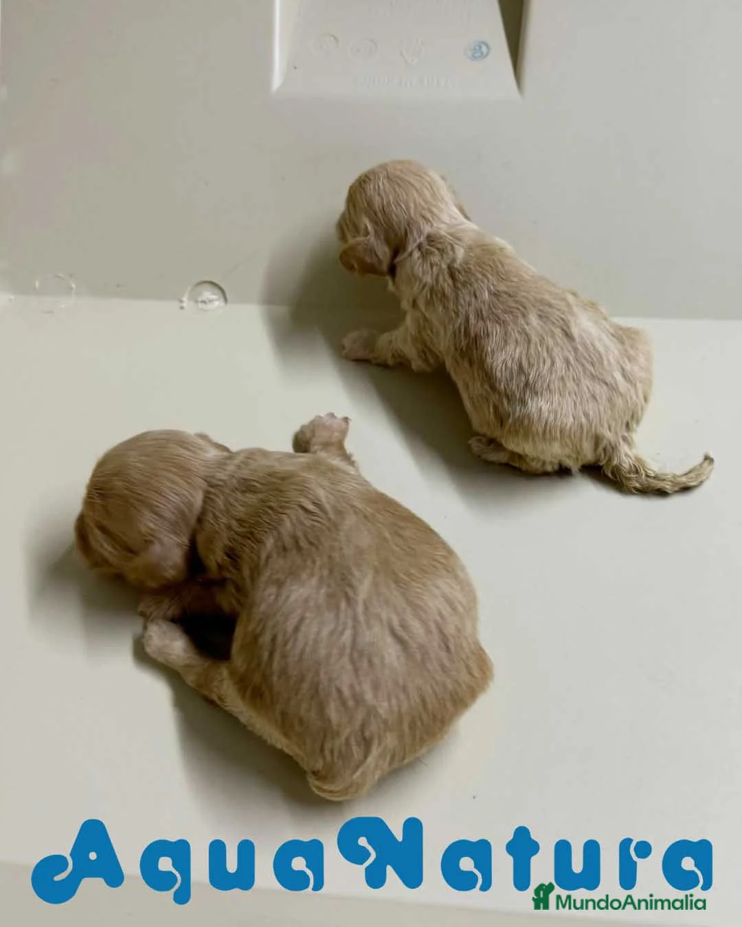 Bichón Habanero perros en venta: Camada HAVAPOO de Karina y Alejo - AQUANATURA en Barcelona - Anuncio 2