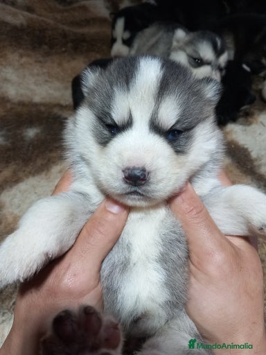 Imagen de galería {{count}}