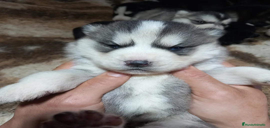 Imagen de galería {{count}}