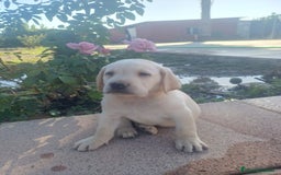 Labrador Retriever perros en venta: Labrador retriever dorado  - Imagen 2