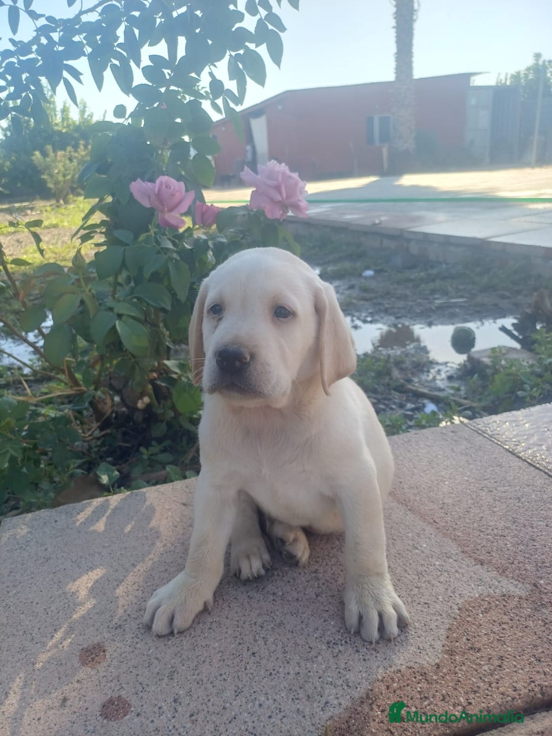 Labrador Retriever perros en venta: Labrador retriever dorado  - Imagen 2