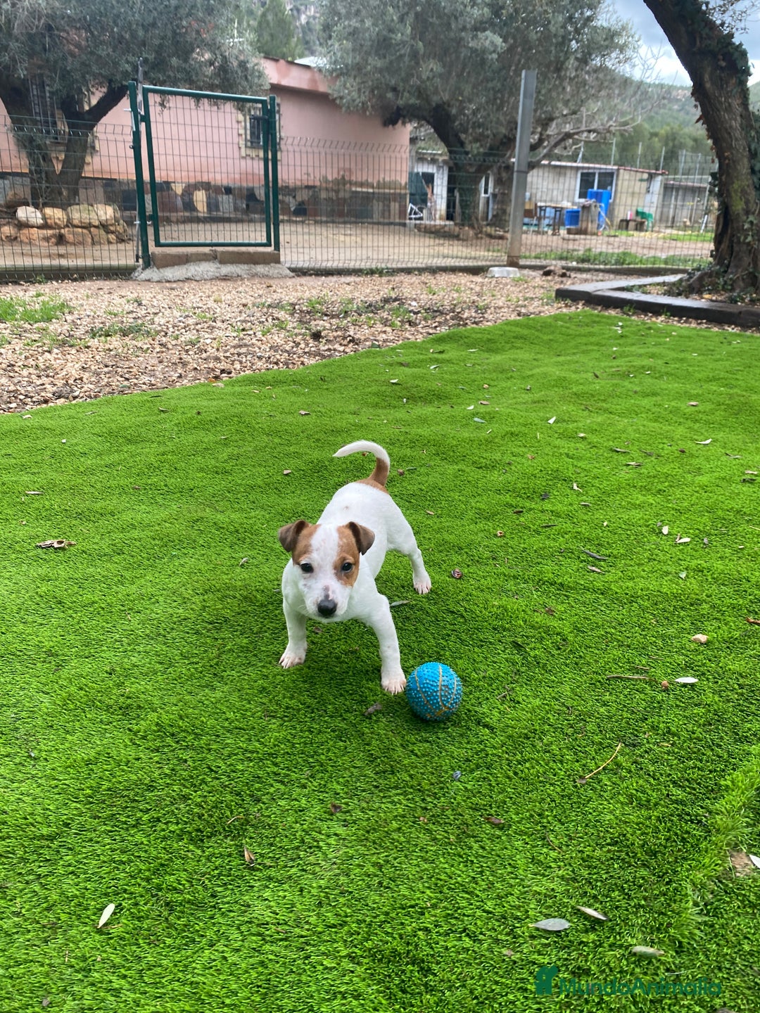 Jack Russell Terrier perros en venta: Cachorritos Jack Russell - Anuncio 3