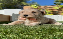 Maltipoo perros en venta: MALTIPOO HEMBRA - Imagen 8