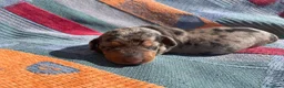 Teckel perros en venta: perro salchicha bebe en Madrid - Anuncio 13