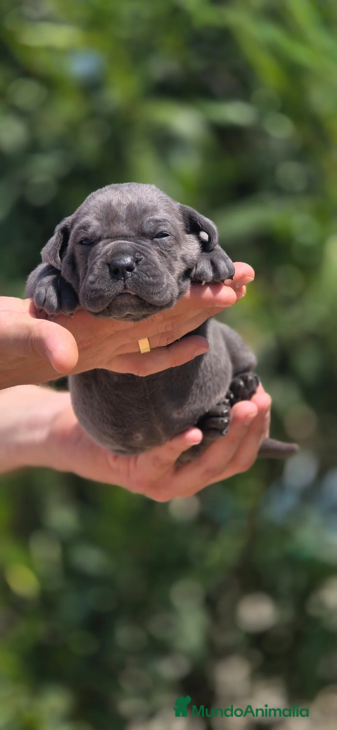 Cane Corso perros en venta: Cachorros de Cane Corso - Anuncio 1