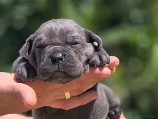 Cane Corso perros Cachorros de Cane Corso - Anuncio 3