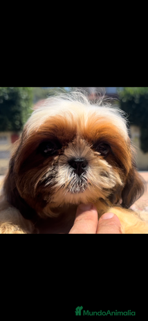 Shih Tzu perros en Barcelona - Anuncio 9