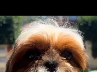 Shih Tzu perros EL FOU DESDE 1995 CRIANDO CAMPEONES en Barcelona - Anuncio 20