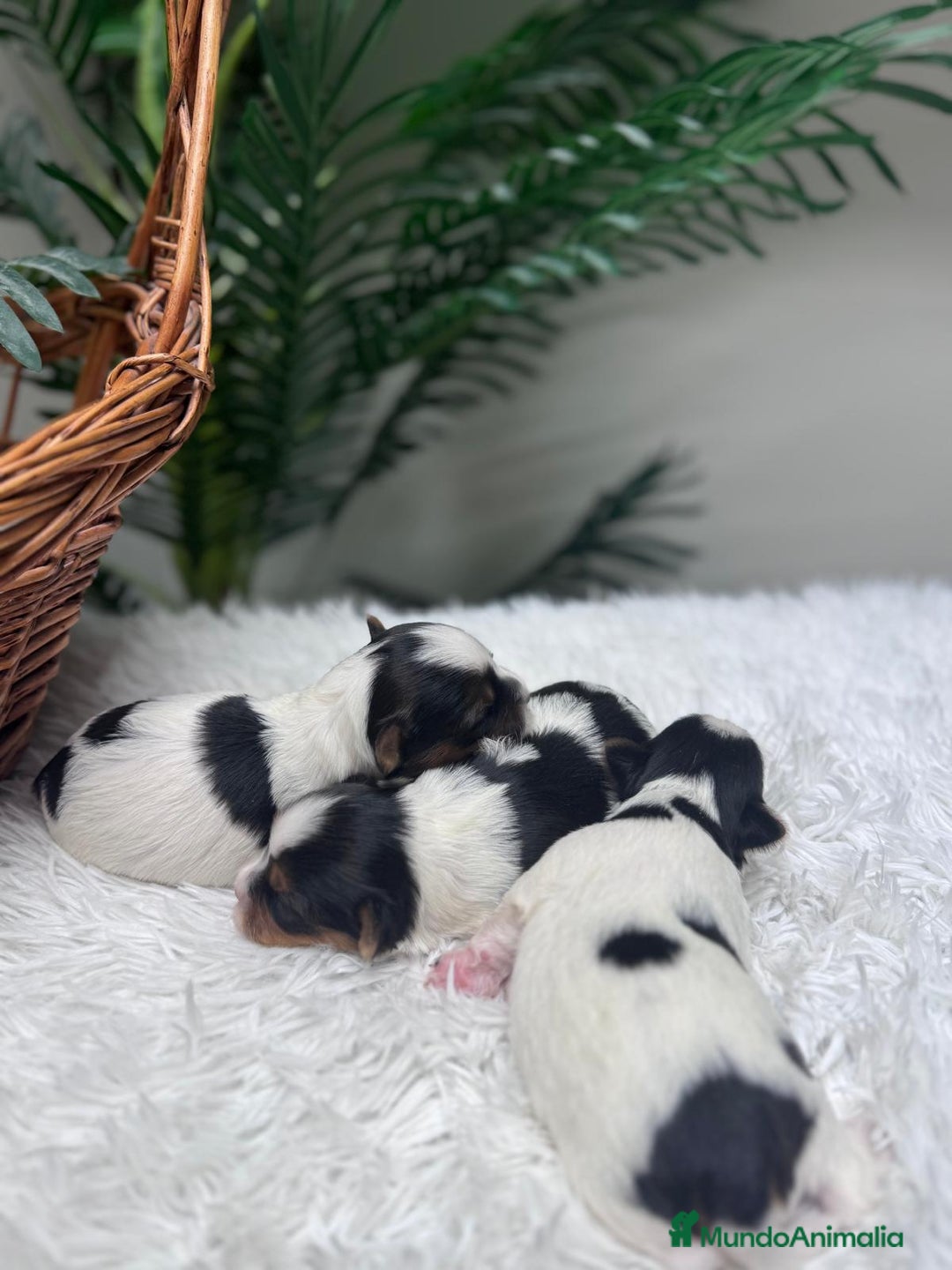 Yorkshire Terrier perros en venta: YORKSHIRE BIEWER HEMBRA - Anuncio 14