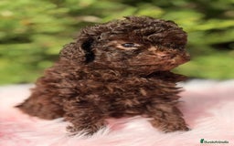 Maltipoo perros en venta: MALTIPOO TOY CHOCOLATE - Anuncio 3