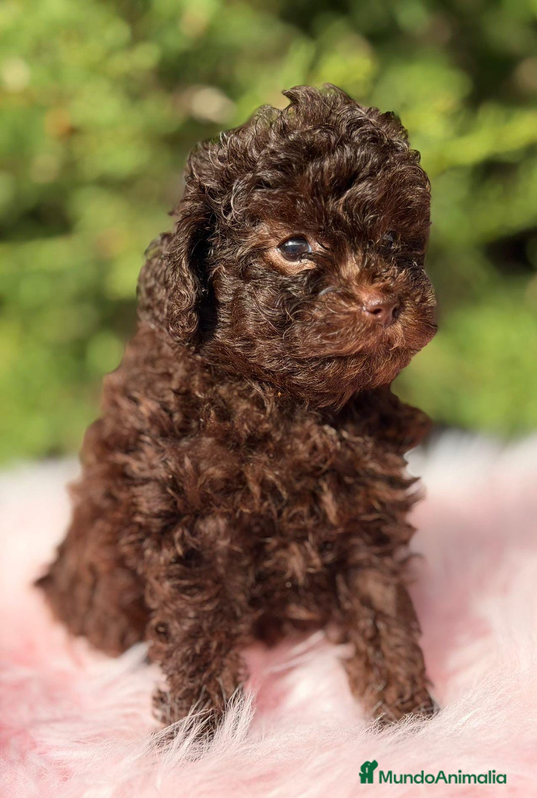 Maltipoo perros en venta: MALTIPOO TOY CHOCOLATE - Anuncio 3