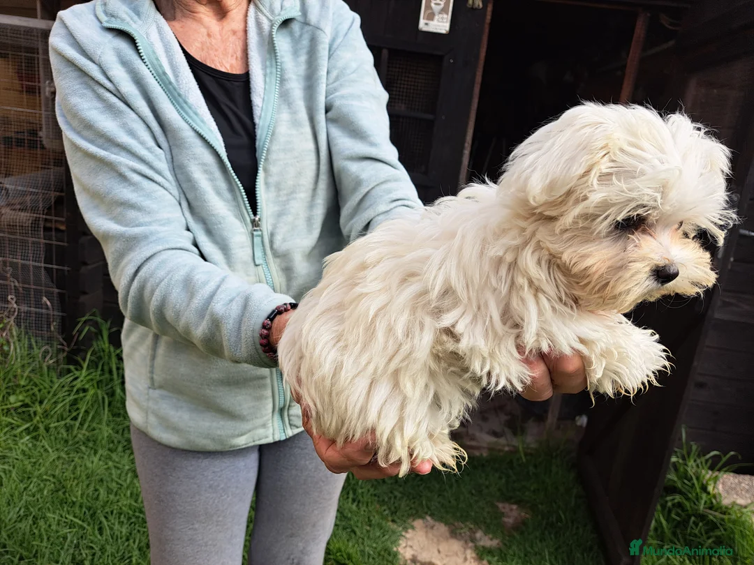 Bichón Maltés perros en venta: Bichon maltes  - Anuncio 2