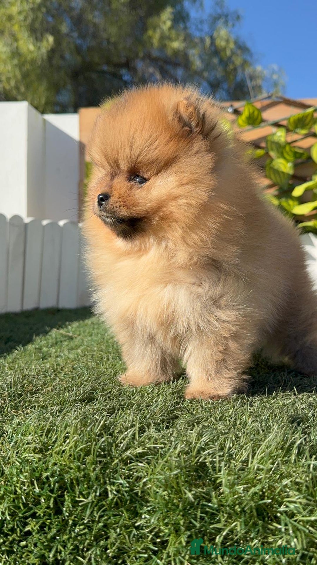 Pomerania perros en venta: POMERANIA HEMBRA CARA DE OSO - Anuncio 6