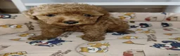Caniche Toy perros en venta: Caniche toy roja hembra - Anuncio 2