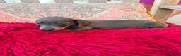 Teckel Miniatura perros en venta: Teckel kaninchen  - Anuncio 15