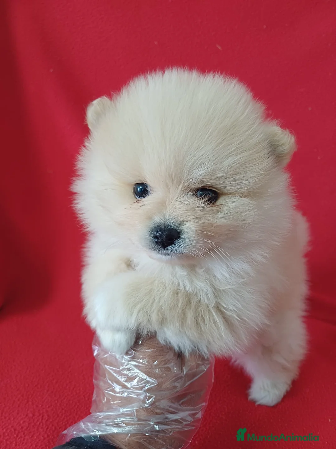 Pomerania perros en venta: Pomerania Mini  - Anuncio 1