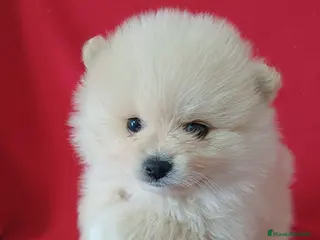 Pomerania perros Pomerania Mini - Anuncio 1