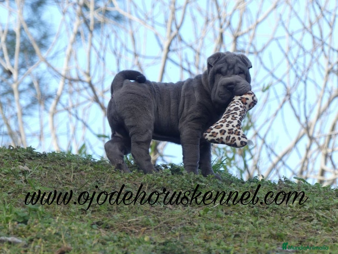 Shar Pei perros en venta: Preciosa camada de minipeis - Imagen 2