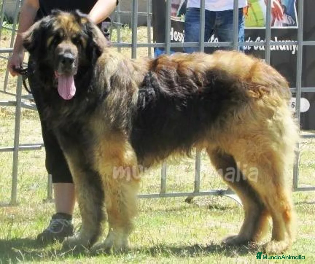 Imagen de galería {{count}}