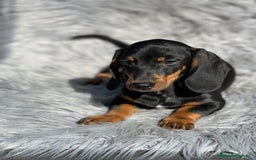 Teckel perros en venta: TECKEL - Anuncio 3