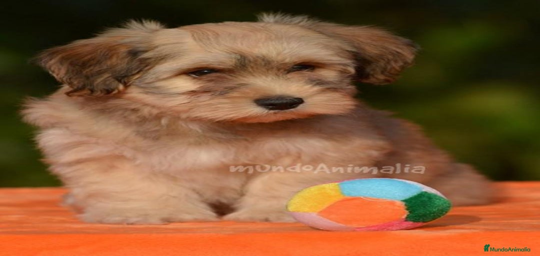 Imagen de galería {{count}}