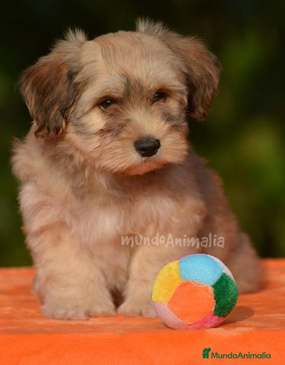 Imagen de galería {{count}}