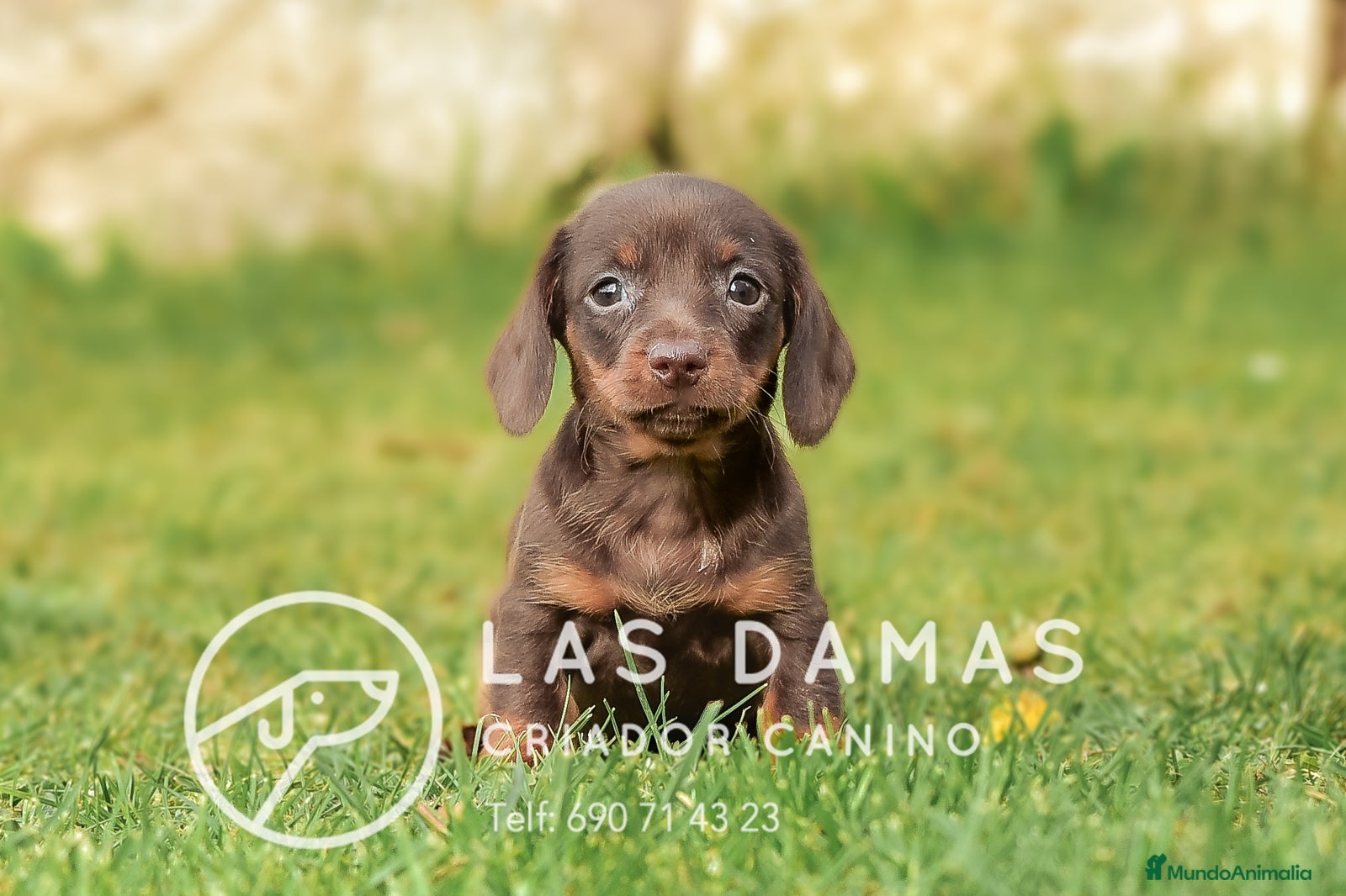 Teckel perros TECKEL DISPONIBLES - Anuncio 25