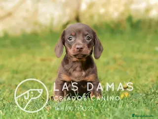 Teckel perros TECKEL DISPONIBLES - Anuncio 25