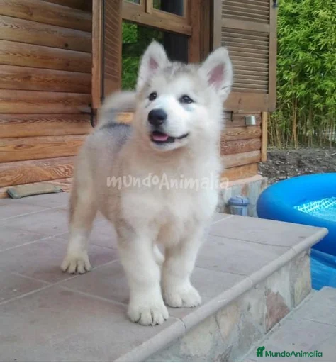 Imagen de galería {{count}}