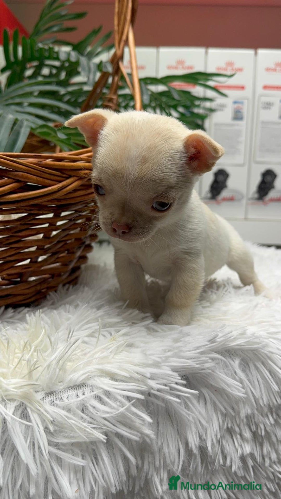 Chihuahua perros en venta: CHIHUAHUA HEMBRA - Anuncio 3