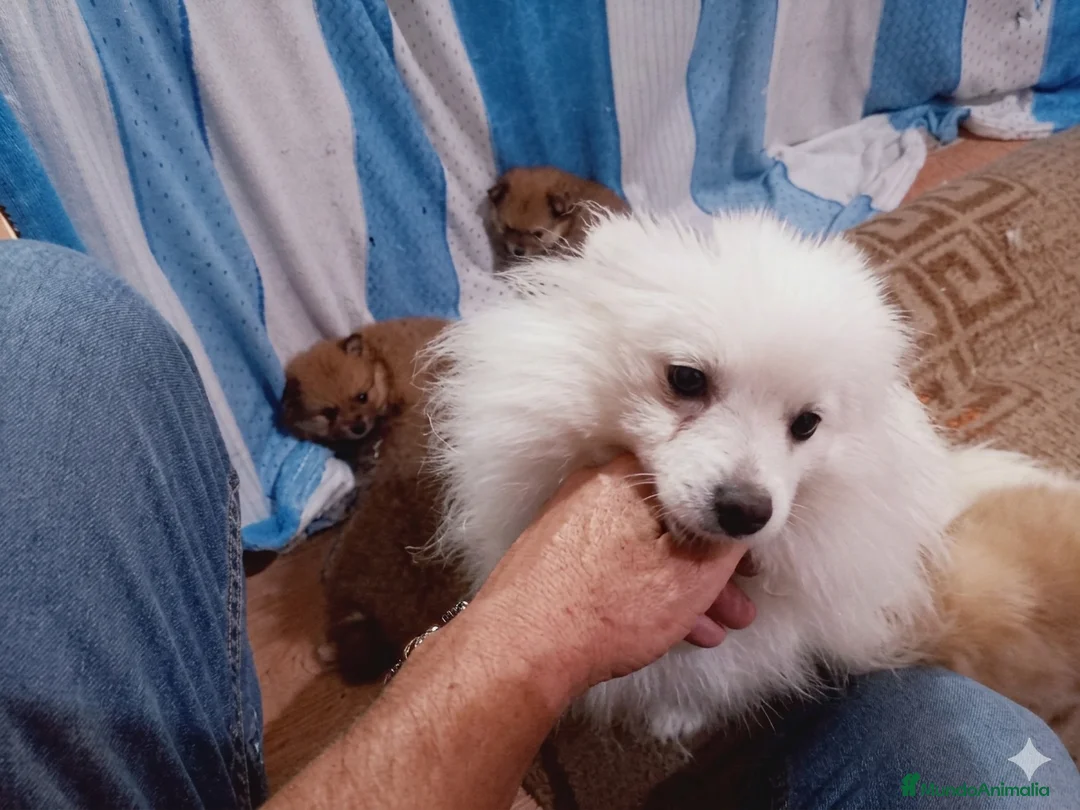 Pomerania perros en venta: Pomerania hembra  - Anuncio 1