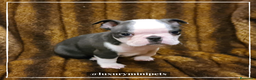 Boston Terrier perros en venta: Camada de adorables Boston Teriier en Madrid - Anuncio 5
