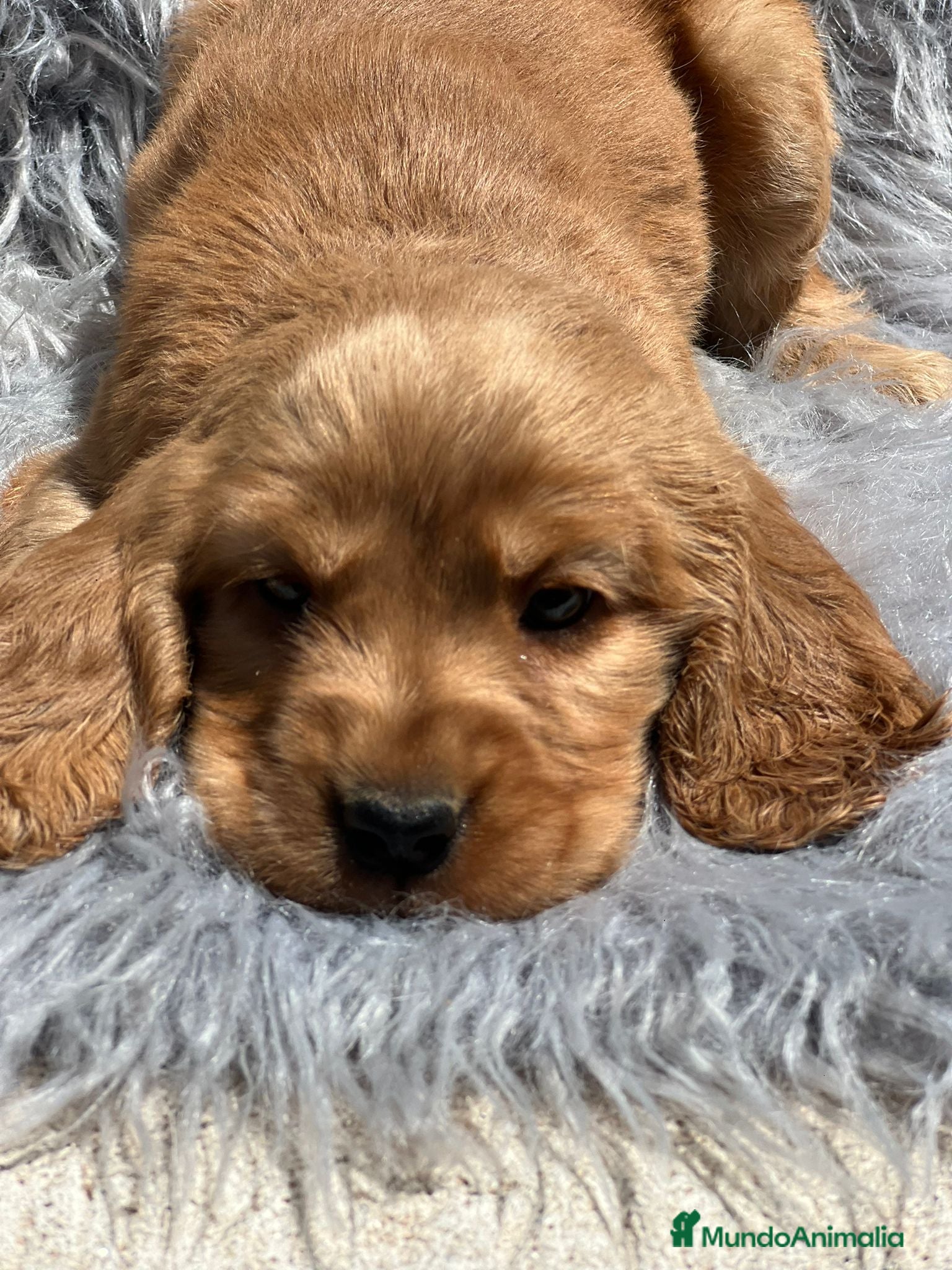 Cocker Spaniel Inglés perros Cocker inglés dorado en Barcelona - Anuncio 2