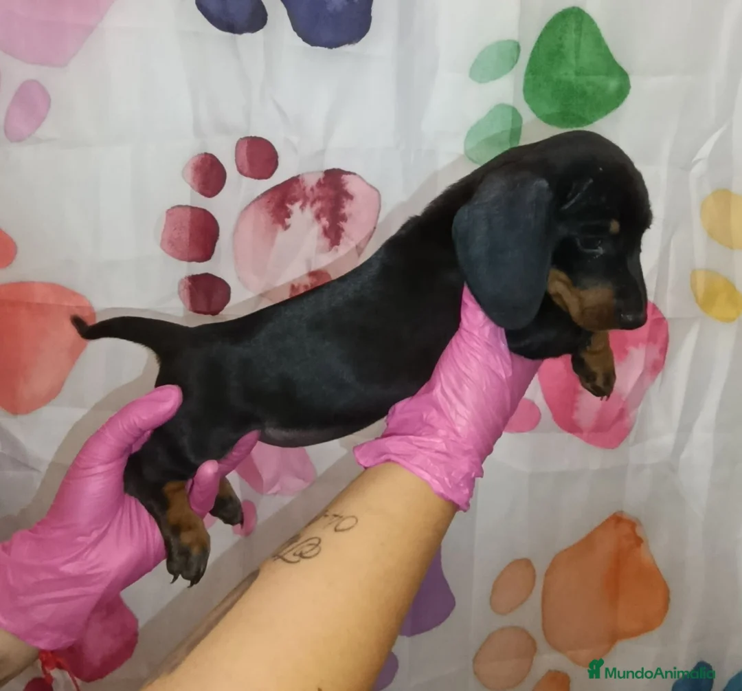 Teckel Miniatura perros en venta: Teckel  - Anuncio 2