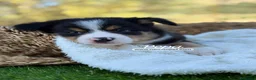 Border Collie perros en venta: BORDER COLLIE TRICOLOR - Anuncio 3