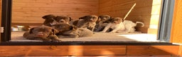 Braco Francés tipo Pirineos Talla Pequeña perros en venta: RESERVA DE CAMADA "F" DE BRACO BRANCÉS - Anuncio 3
