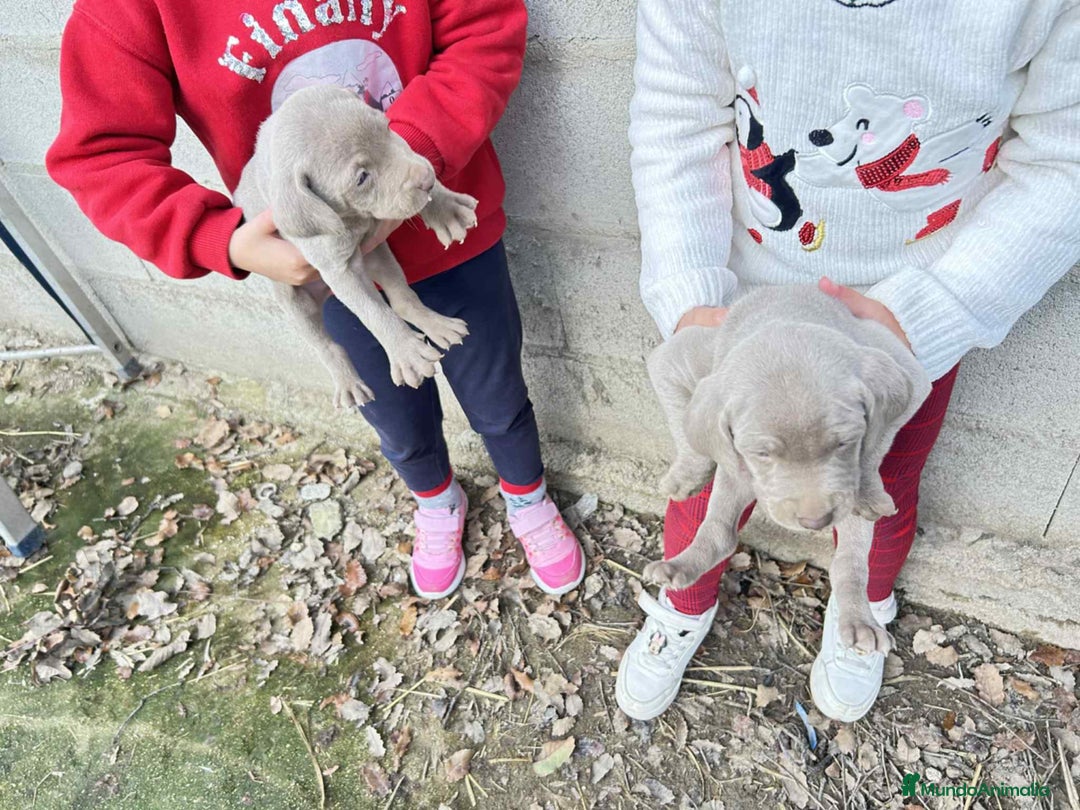 Weimaraner perros en venta: Disponible dos hembras de Braco de Weimar. - Anuncio 5