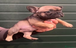 Bulldog Francés perros en venta: Bulldog francés standar  - Imagen 2