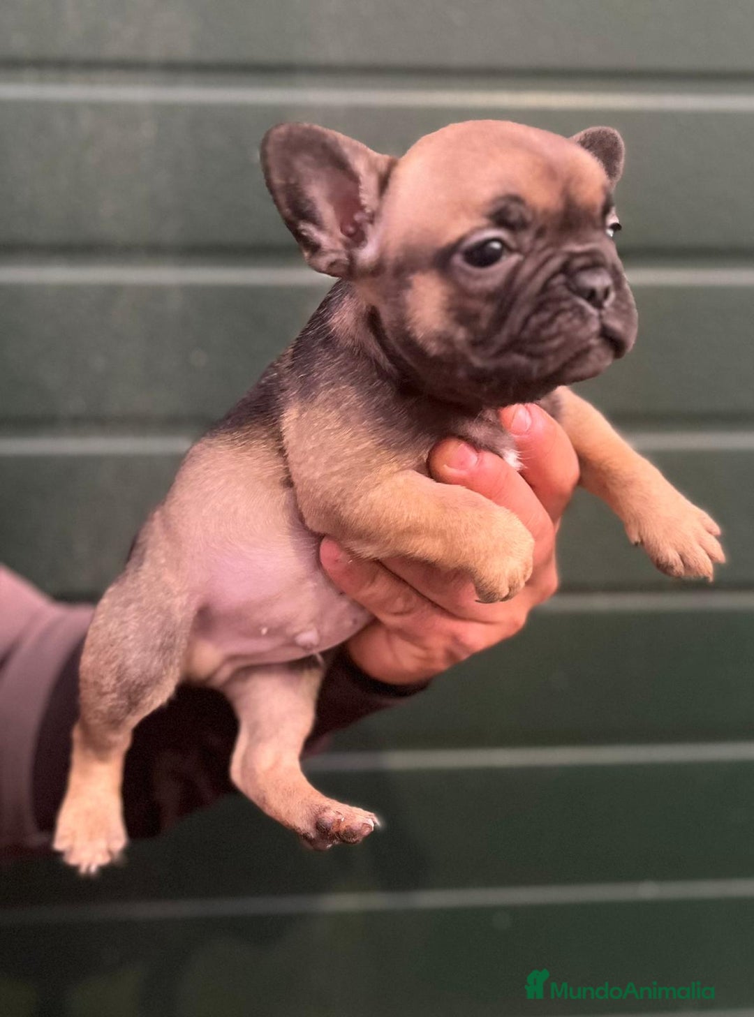 Bulldog Francés perros en venta: Bulldog francés standar  - Imagen 2