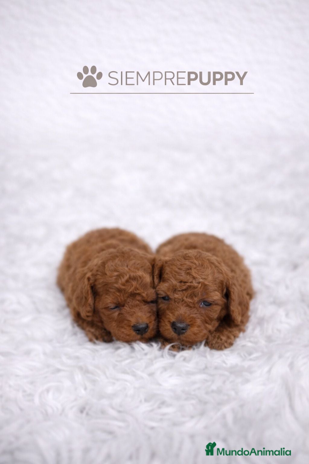 Caniche Toy perros CANICHE MINI TOY ROJO PIMENTÓN - Anuncio 1