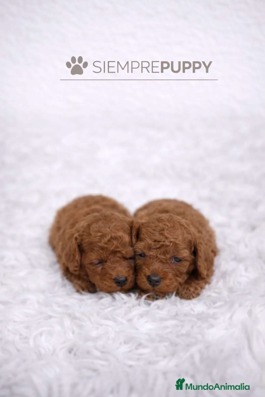 Caniche Toy perros en venta: CANICHE MINI TOY ROJO PIMENTÓN - Anuncio 1