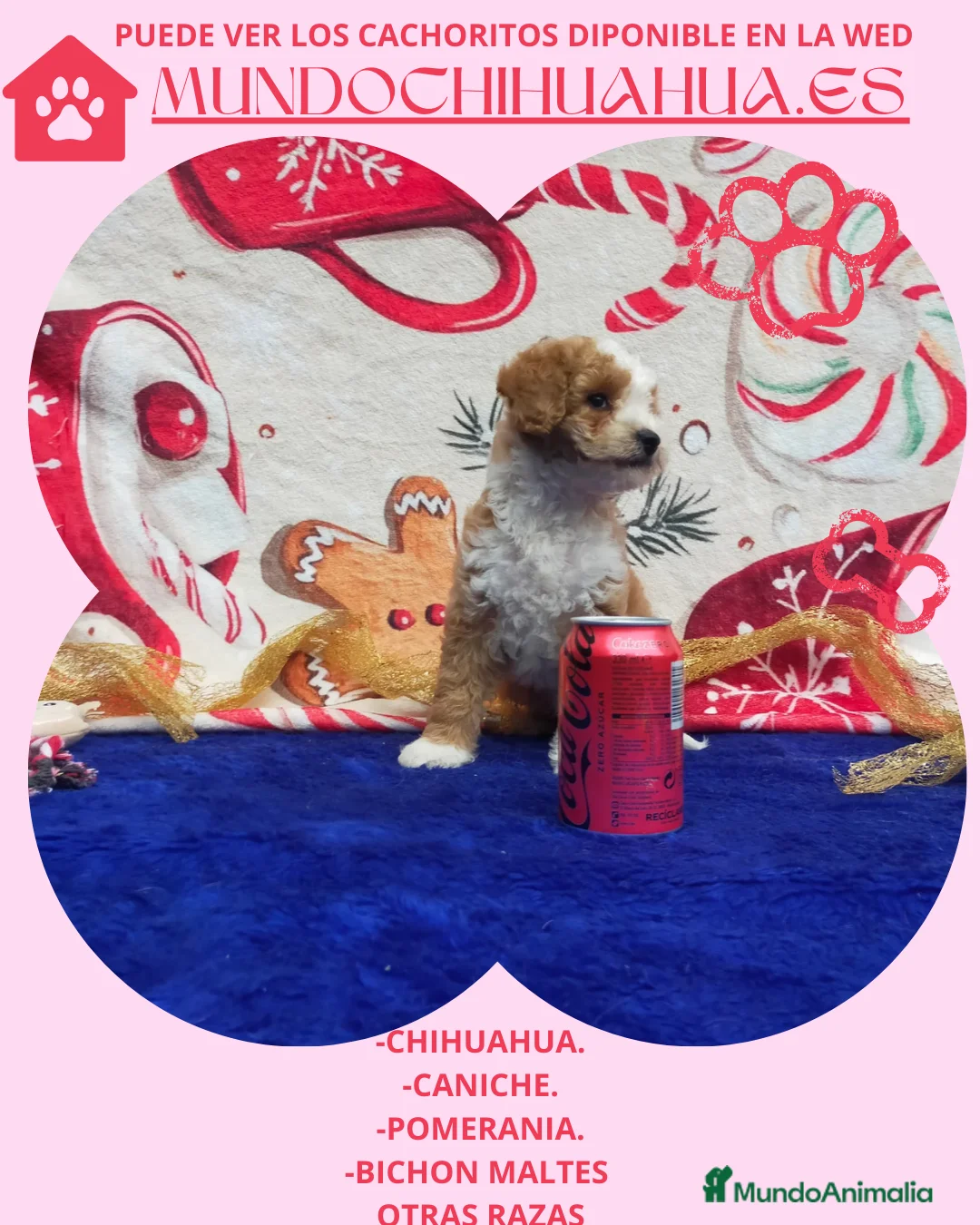 Caniche Toy perros en venta: PRECIOSOS CANICHE  ROJO LINEA TOY - Anuncio 22