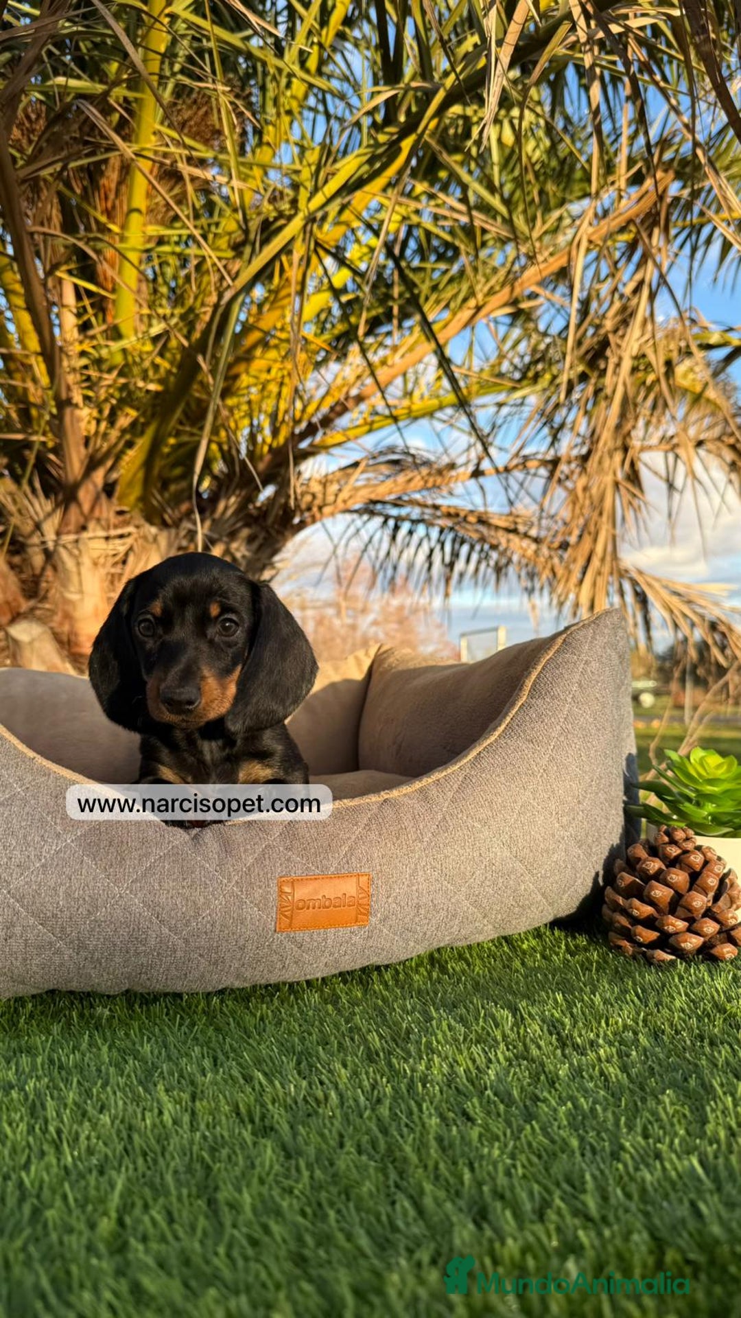 Teckel Miniatura perros en venta: CRIADERO DE TECKEL - Imagen 5