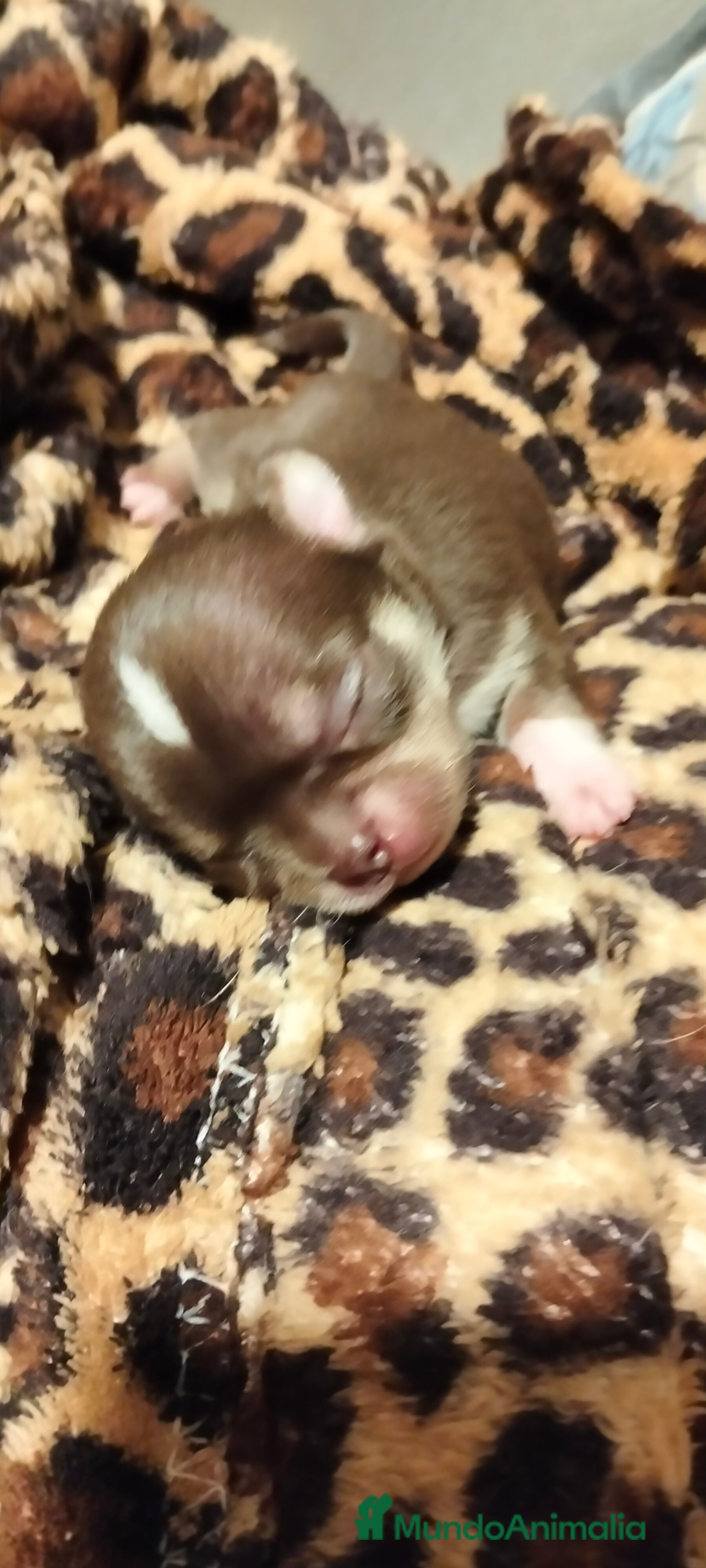 Chihuahua perros Camada de chihuahuas - Anuncio 1