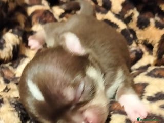 Chihuahua perros Camada de chihuahuas - Anuncio 32