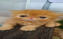 Persa gatos en venta: Gatito Persa Exotico Pura Raza - Imagen 8